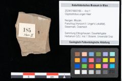 Foto (Objekt + Etikett) von Glyptostrobus ungeri Heer (NHMW-GEO-2024-0188-0185)